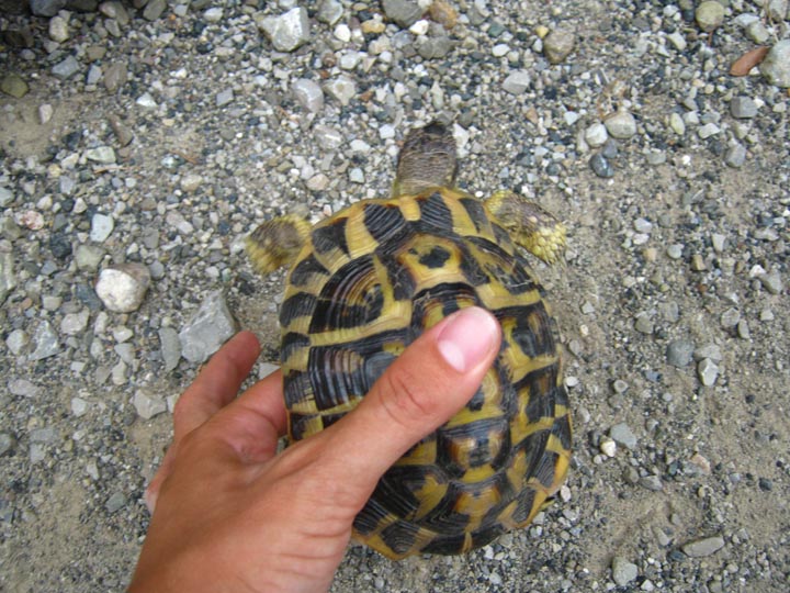 Testudo hermanni?